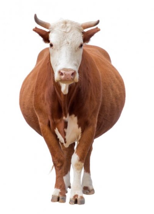 Корова рыло картинки, стоковые фото Корова рыло | Depositphotos
